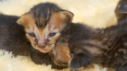Black and gray kittens on a soft fur carpet
