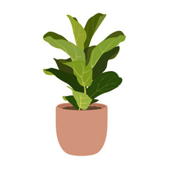 Fiddle leaf fig plant in pot on white background, cute exotic floliage. Hand Drawn doodle style, vector illustration	
