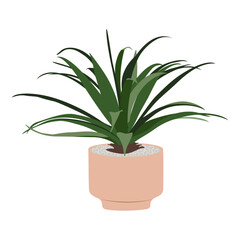Yucca plant in pot on white background, cute exotic floliage. Hand Drawn doodle style, vector illustration	
