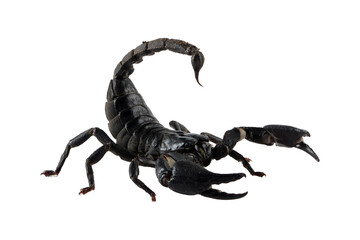 Asian  forest scorpion "Heterometrus spinifer" closeup on isolated background, Asian  forest scorpion closeup