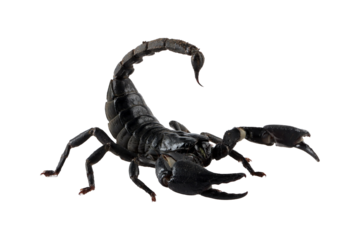 Asian  forest scorpion "Heterometrus spinifer" closeup on isolated background, Asian  forest scorpion closeup