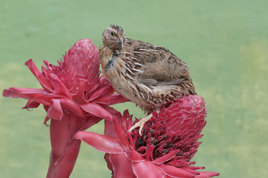 A brown quail is resting on a torch ginger flower. This grain-eating bird has the scientific name Coturnix coturnix.
