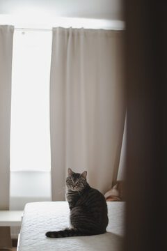 Cute tabby cat lying in bed. Funny home pet. Concept of relaxing and cozy wellbeing. Sweet dream.