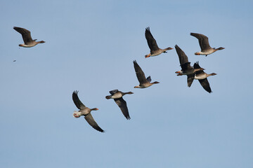 Tundrasaatgänse im Flug	