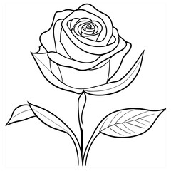 black rose isolated on white