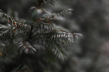 Winter forest landscape . Twig of young fir branch in winter. Closeup of fir tree young branches. Detail of fresh spruce tree branches with young green needles.