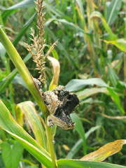 Corn smut, fungus in the green field in september in bavaria