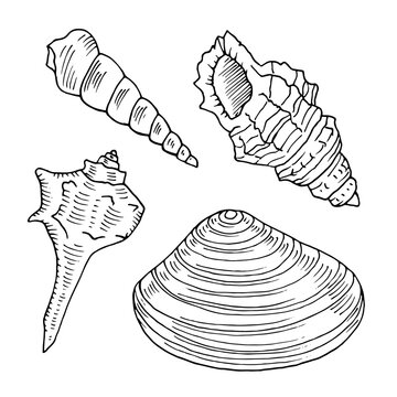 Seashell outline set. Vector illustration of sea conch and mussel. Hand drawn graphic clipart of shell. Linear drawing on isolated background. Black contour line art