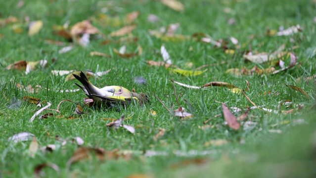 An Ill or injured bird lays on it's back, breathing rapidly. Male greenfinch (Chloris chloris). On the ground amongst autumn leaves on a garden lawn. November, UK