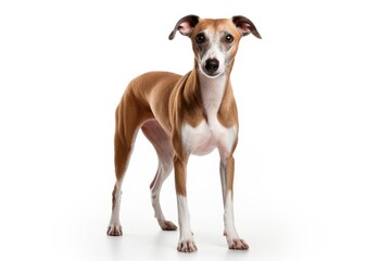 Whippet cute dog isolated on white background