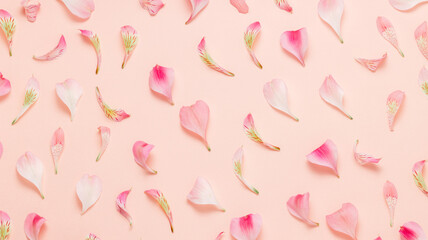 Pink petals background, top view, banner size. Flower pattern for design. Spring and summer gentle...