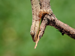 Close-up view of lizard with blurred background.