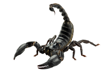 Emperor Scorpion, Pandinus imperator, Black scorpion isolated on transparent background, PNG File