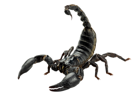 Emperor Scorpion, Pandinus imperator, Black scorpion isolated on transparent background, PNG File - Powered by Adobe