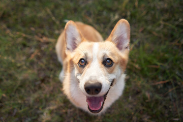 Naklejka na ściany i meble A close-up of a joyful Welsh Corgi, ears perked, against a blurred green backdrop. Its gaze, full of excitement, invites playfulness and connection