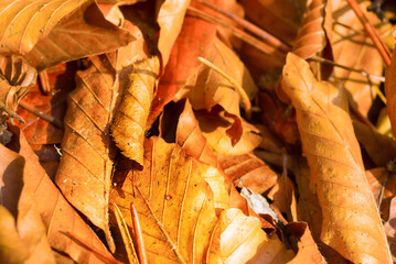 closeup heap of red dry autumn leaves, beautiful seasonal natural background