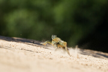 green iguana in tropical Pantanal