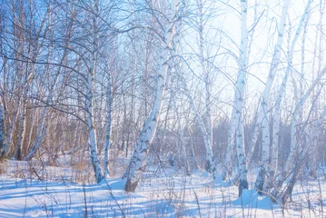 Zelfklevend Fotobehang birch forest glade in snow at bright winter day © Yuriy Kulik