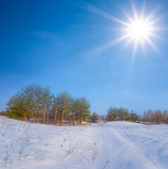 fir tree forest in snow under sparkle sun, beautiful outdoor seasonal scenefir tree forest in snow...