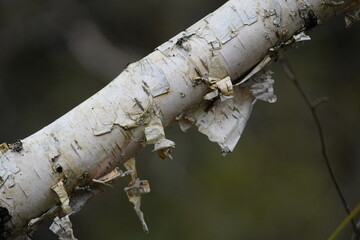 Betula utilis Doorenbos is a deciduous, conical and multi-stemmed small tree that bears beautiful...