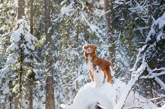 Two dogs perch on a snow-covered hill, a Nova Scotia Duck Tolling Retriever and a Jack Russell Terrier look into the distance. Their poised stances and the serene woods 