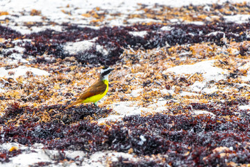 Great Kiskadee yellow bird birds eating sargazo on beach Mexico.