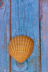 Seashells seen close up on a blue background