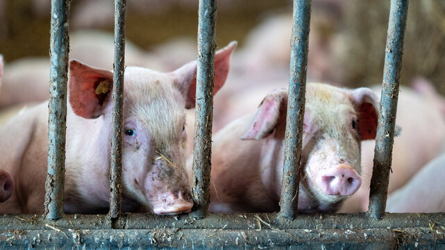 artgerechte Tierhaltung und Schweinezucht