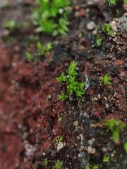 Green moss Bryophyte growth on the stone.
