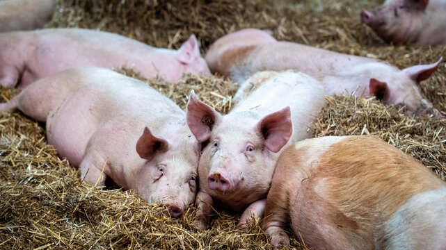 artgerechte Tierhaltung und Schweinezucht