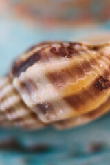 Seashells seen close up on a blue background