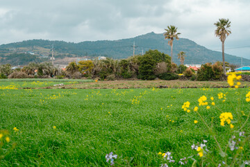 Olle trail spring green field in Jeju island, Korea