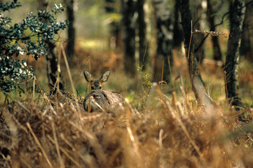 Chevreuil , Capreolus capreolus