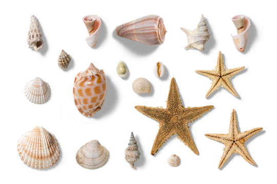 Collection of various seashells and starfishes, summer and vacation design elements isolated on a transparent background, PNG. High resolution.