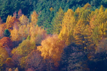 Fototapeta na wymiar Forest in autumn