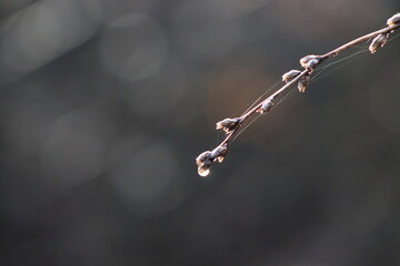 A tree branch seen close up with rain drops