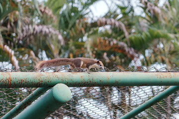 White bellied red Finlayson's squirrel or Variable squirrel (C. f. floweri) living in Chatuchak Park Bangkok of Thailand.
