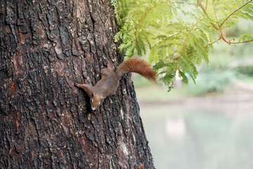 White bellied red Finlayson's squirrel or Variable squirrel (C. f. floweri) living in Chatuchak Park Bangkok of Thailand.