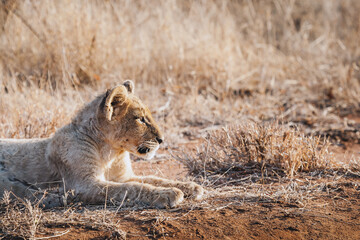 Lion cub in the grass, Kruger National Park, South Africa