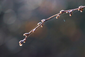A tree branch seen close up with rain drops