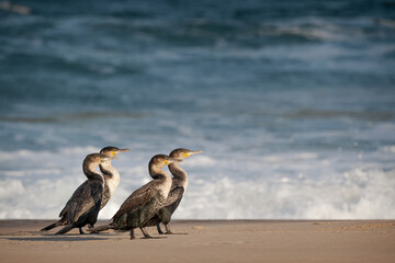 Group of four cormorans in Roberg Nature Reserve, South Africa