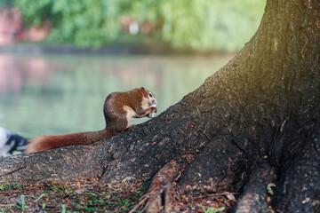 White bellied red Finlayson's squirrel or Variable squirrel (C. f. floweri) living in Chatuchak Park Bangkok of Thailand. It was eating bread at the base of a tree.