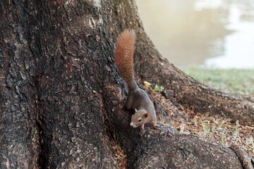 White bellied red Finlayson's squirrel or Variable squirrel (C. f. floweri) living in Chatuchak Park Bangkok of Thailand.