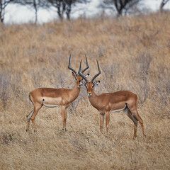 Two male impala antelopes in Selous Game Reserve, Tanzania
