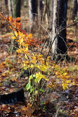 Forest in autumn