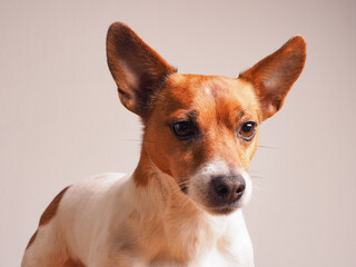 Cute young Jack Russell Terrier on a bright studio background