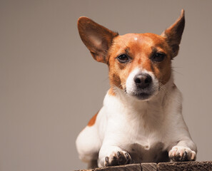 Very alert Jack Russell Terrier on a plain background