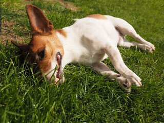 Cute Jack resting in the garden, taking a break and enjoying the sun