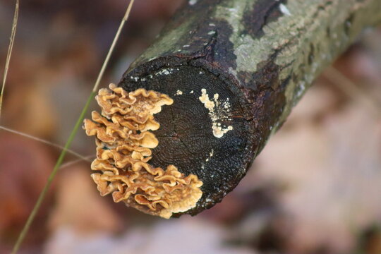 A yellow fungus grows on a tree