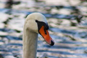 A white swan seen from close up